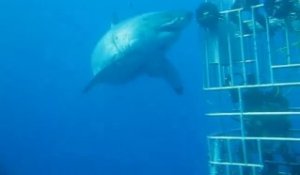 Le plus grand des grands requins blanc touché par un plongeur : dingue