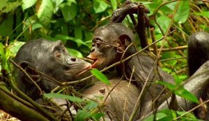Bande-annonce : Bonobos (HD)