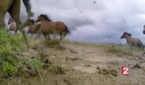Le problème des chevaux sauvages dans l'Ouest