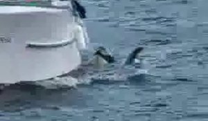 Vidéo incroyable d'un chien et d'un orque qui sympathisent