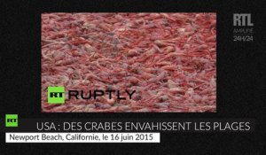 États-Unis : des millions de petits crabes échouent sur les plages californiennes