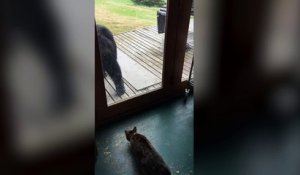 Un chat effraie un ours et le fait fuir