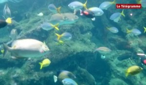 Océanopolis. Un poisson Napoléon venu d'Australie