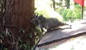 Une maman raton laveur apprend à son petit à grimper à l'arbre