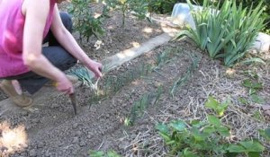 Jardinage : le repiquage des poireaux, mode d'emploi