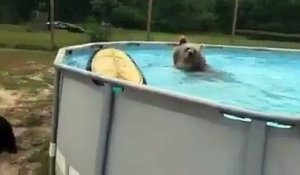 Un ours s'éclate dans une piscine pendant la canicule !
