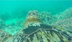 La Grande barrière de corail filmée depuis la carapace d'une tortue