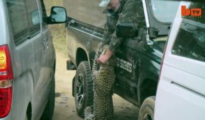Un guide touristique violemment attaqué par un léopard