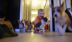 Vivre avec 16 chiots, c'est le bordel