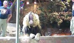 Dresseur attaqué par un lion dans un parc animalier