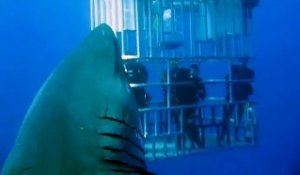 Voici Deep Blue le plus gros requin blanc jamais vu !!