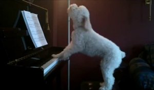 Ce chien joue du piano et chante quand il est tout seul à la maison