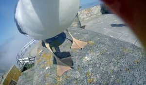 Un goéland s'envole avec la GoPro de touristes