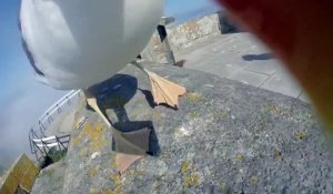 Un goéland voleur de GoPro
