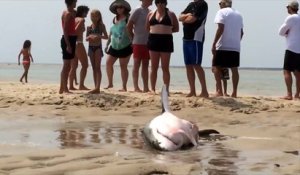 Un grand requin blanc échoué sur une plage