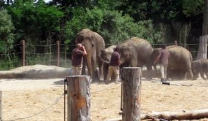 Nang Faa, bébé éléphante née à Pairi Daiza