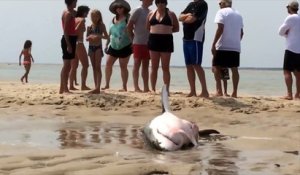 Des vacanciers sauvent un requin blanc échoué sur la plage