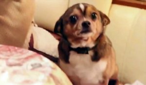 Ce Chihuahua est le chien le plus triste du monde