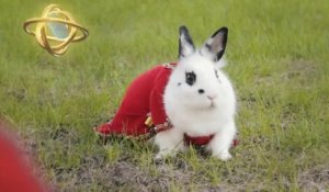 Epic Bunny's Adventure : Le lapin épique