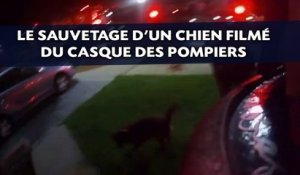 Le sauvetage d'un chien filmé du casque des pompiers