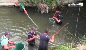 VIDEO. Pêche de sauvegarde à Boinot (Niort) : 75 kg de poissons prélevés