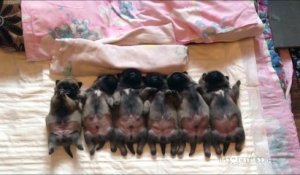 6 bébés chiens dorment et rêvent - La vidéo la plus craquante de la journée