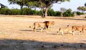 Zimbabwe : le braconnage d'un lion vedette soulève la polémique