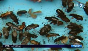 Des milliers de coléoptères envahissent un village