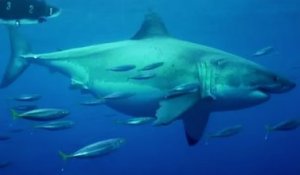 Probablement le plus grand requin blanc jamais filmé