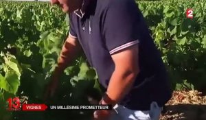 En France, les vignerons s'attendent à un très bon cru pour 2015