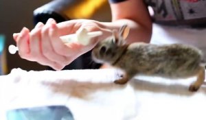 Un mignon petit lapin qui est très excité à l'alimentation