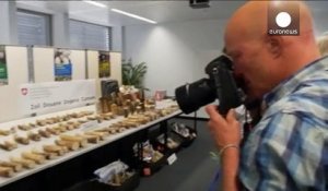 La douane suisse saisit 262 kilos d'ivoire de contrebande