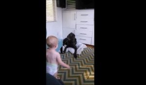 Un bébé pique la couverture d'un gros chien... Même pas peur!!!!