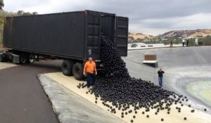 Des milliers de balles déversées dans un réservoir d'épuration d'eau à Los Angeles