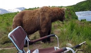 Un ours brun vient s'asseoir à côté d'un pêcheur.. le flip !!