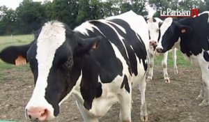 Assistez à la traite des vaches à la ferme de Saint-Thibault-des-Vignes