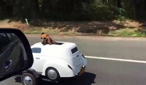 Un chien a sa propre voiture