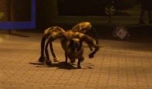 Halloween : Un chien déguisé en horrible araignée mutante effraye ceux qui croisent son chemin