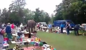 Échappé d'un cirque, un éléphant fait un tour au marché de Nordwijkerhout