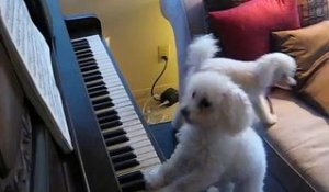 Un chien joue du piano