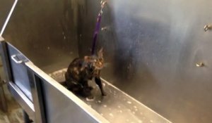 Ce chat ne veut plus prendre de bain