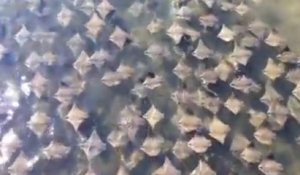 La migrations de plusieurs milliers de raies en Florides