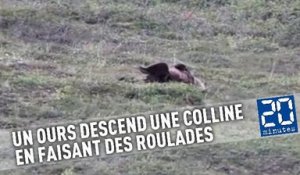 Un ours descend une colline en faisant des roulades