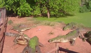 Un crocodile arrache la patte d'un de ses congénères