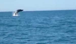 Baleine à bosse au large du bassin d'Arcachon