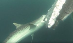Des requins dévorent une carcasse de baleine morte