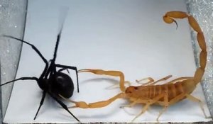 Combat scorpion contre araignée