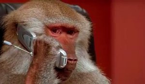 Un singe très agacé au téléphone... LOL