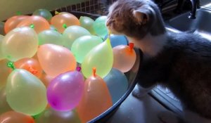 Un chaton enquête sur la disparition suspectes de ballons