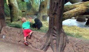 Un enfant qui joue à cache-cache avec un bébé gorille